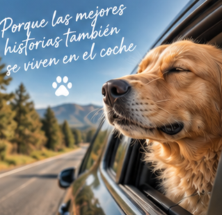 Perro disfrutando de un viaje en coche